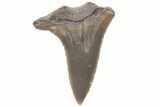 Bargain, Fossil Ginsu Shark (Cretoxyrhina) Tooth - Kansas #219159-1